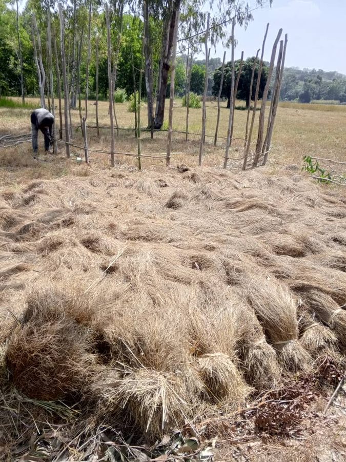 Farmers harvesting fonio in Guinea