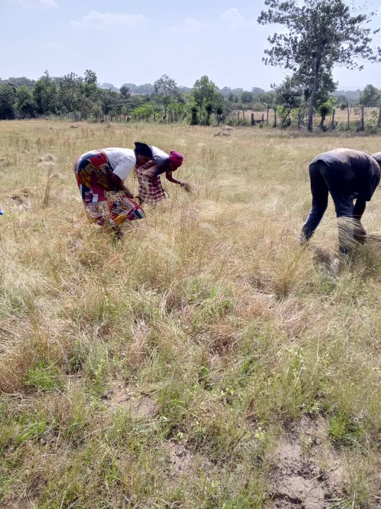 Farmers hand-harvesting fonio