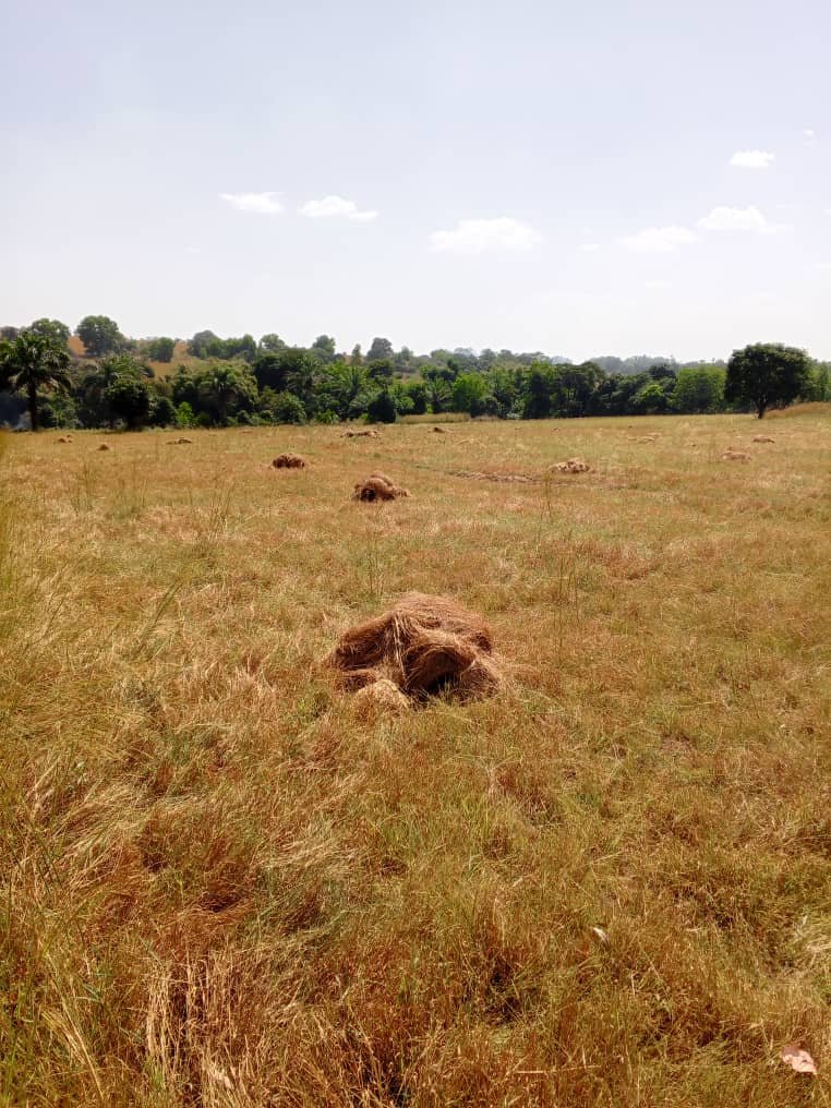 Bundled fonio stalks drying in the field