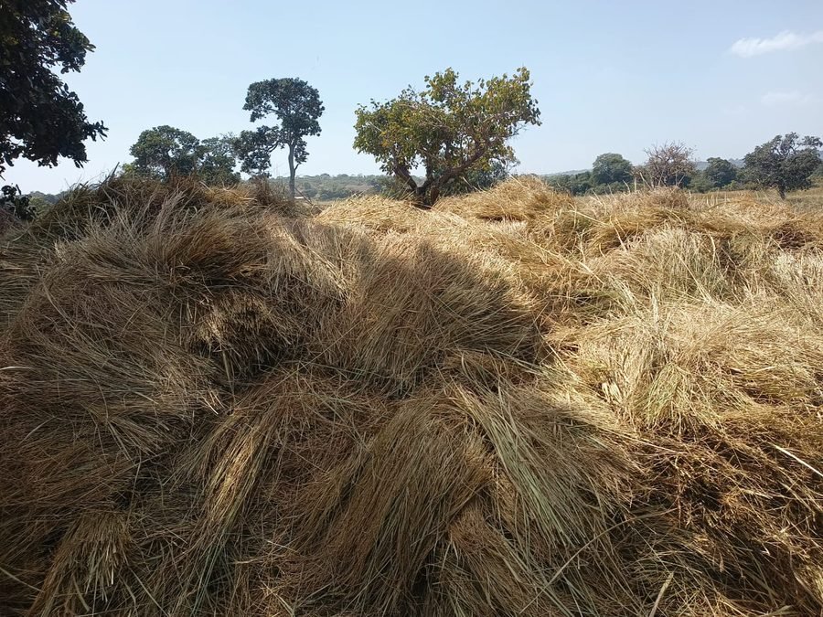 Threshed fonio in the field